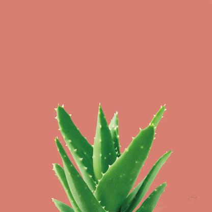 Succulent Simplicity V Coral by Felicity Bradley. SKU 54223a. Archival Giclee Fine art print for wall decor.