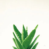 Succulent Simplicity V Neutral by Felicity Bradley. SKU 41652a. Archival Giclee Fine art print for wall decor.