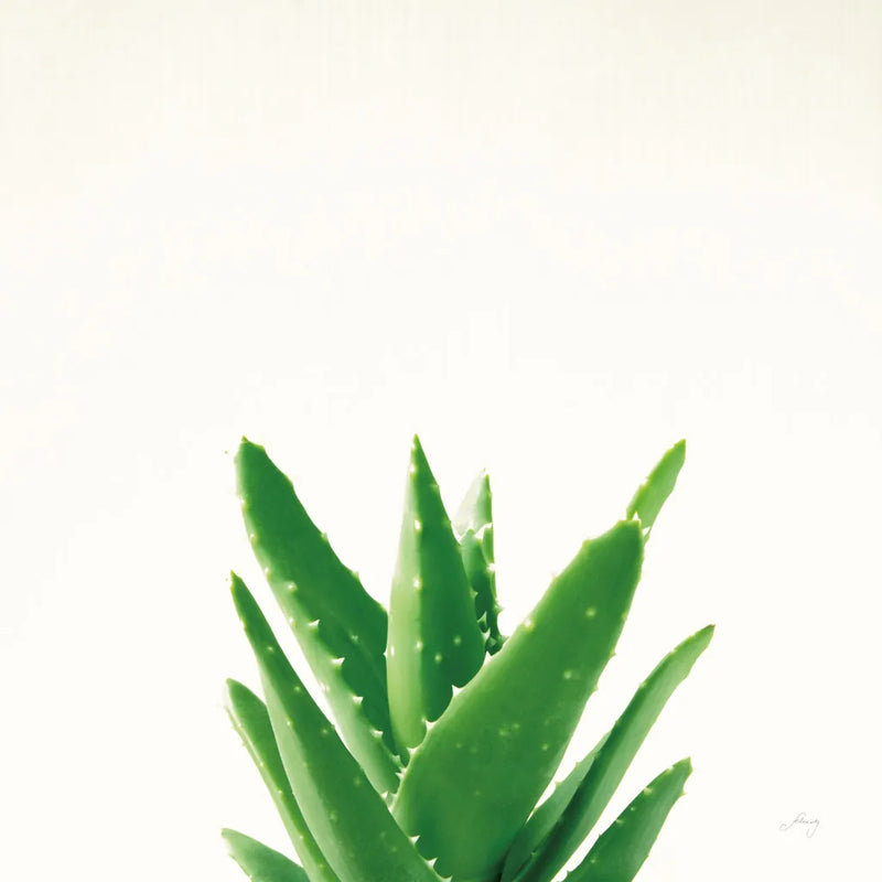 Succulent Simplicity V Neutral by Felicity Bradley. SKU 41652a. Archival Giclee Fine art print for wall decor.