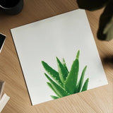 Succulent Simplicity V Neutral by Felicity Bradley. Shown as a detailed flat fine art print, highlighting archival giclee quality. Available as an archival giclee rolled canvas, fine art paper, or poster print. SKU 41652a.