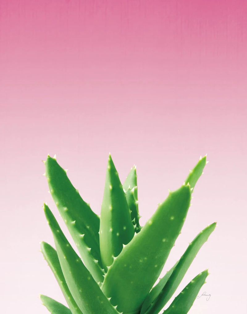 Succulent Simplicity V Pink Ombre Crop by Felicity Bradley