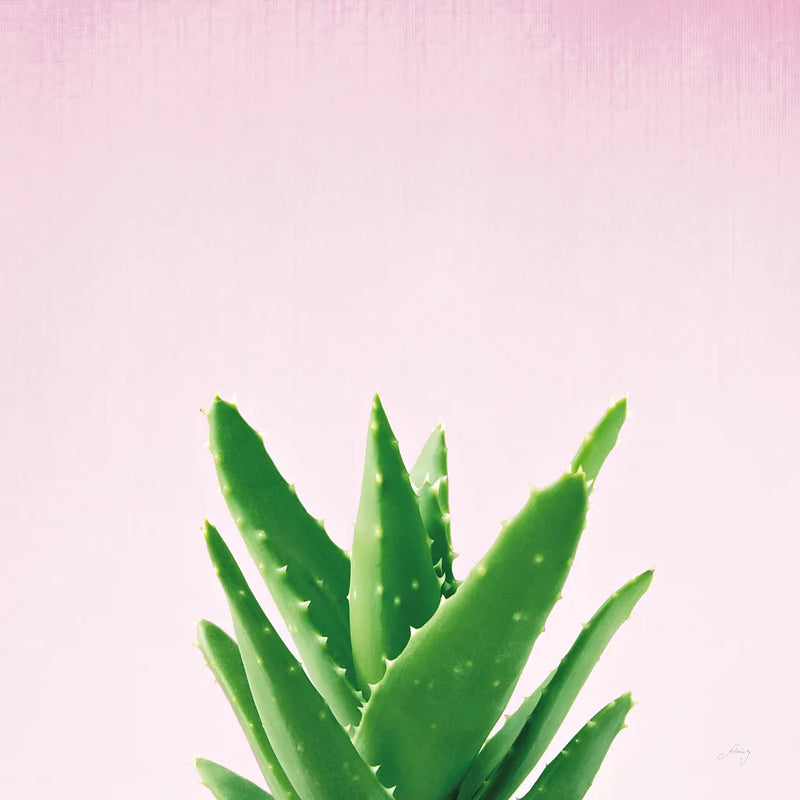 Succulent Simplicity V on Pink by Felicity Bradley. SKU 34350a. Archival Giclee Fine art print for wall decor.