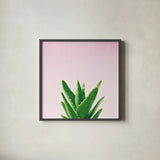 Succulent Simplicity V on Pink by Felicity Bradley. Shown in a sleek black glass frame for a contemporary gallery look. Available as an archival giclee rolled canvas, fine art paper, or poster print. SKU 34350a.