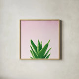 Succulent Simplicity V on Pink by Felicity Bradley. Shown in a natural wood glass frame for a timeless modern aesthetic. Available as an archival giclee rolled canvas, fine art paper, or poster print. SKU 34350a.