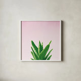 Succulent Simplicity V on Pink by Felicity Bradley. Shown in a crisp white glass frame for a clean and minimalist style. Available as an archival giclee rolled canvas, fine art paper, or poster print. SKU 34350a.