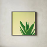 Succulent Simplicity VI by Felicity Bradley. Shown in a sleek black glass frame for a contemporary gallery look. Available as an archival giclee rolled canvas, fine art paper, or poster print. SKU 33839a.