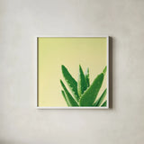 Succulent Simplicity VI by Felicity Bradley. Shown in a crisp white glass frame for a clean and minimalist style. Available as an archival giclee rolled canvas, fine art paper, or poster print. SKU 33839a.