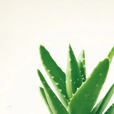Succulent Simplicity VI Neutral by Felicity Bradley. SKU 41653a. Archival Giclee Fine art print for wall decor.