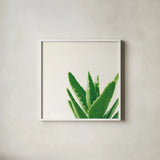 Succulent Simplicity VI Neutral by Felicity Bradley. Shown in a crisp white glass frame for a clean and minimalist style. Available as an archival giclee rolled canvas, fine art paper, or poster print. SKU 41653a.