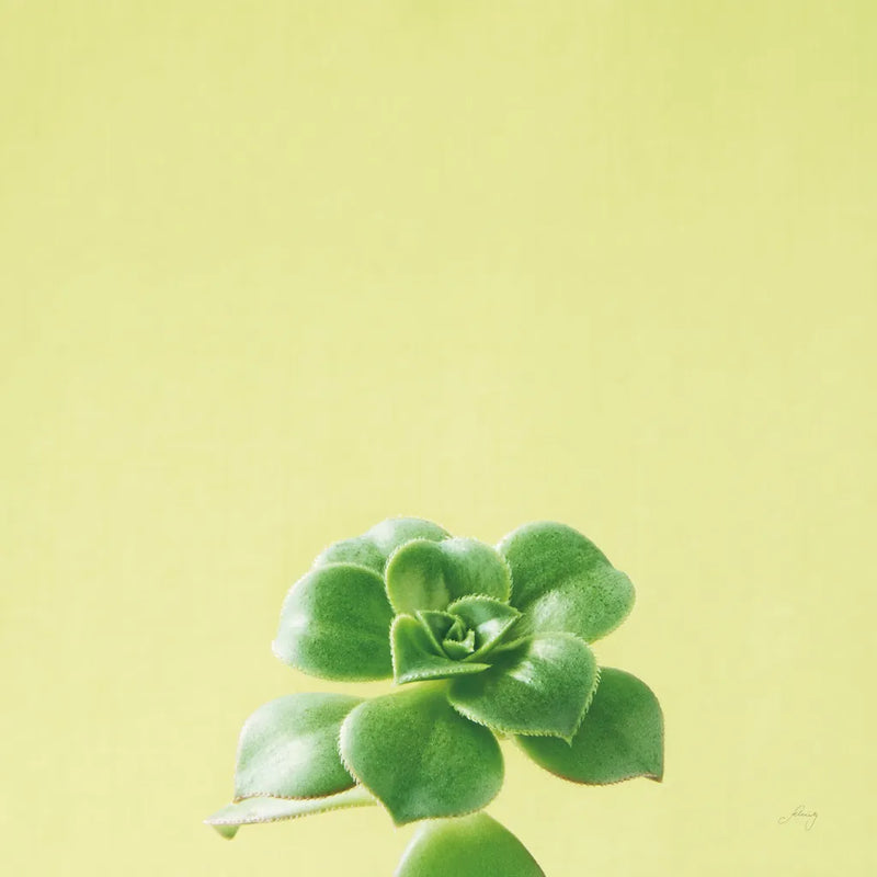 Succulent Simplicity VII by Felicity Bradley. SKU 33840a. Archival Giclee Fine art print for wall decor.