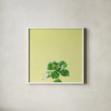 Succulent Simplicity VII by Felicity Bradley. Shown in a crisp white glass frame for a clean and minimalist style. Available as an archival giclee rolled canvas, fine art paper, or poster print. SKU 33840a.
