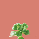 Succulent Simplicity VII Coral by Felicity Bradley. SKU 54224a. Archival Giclee Fine art print for wall decor.
