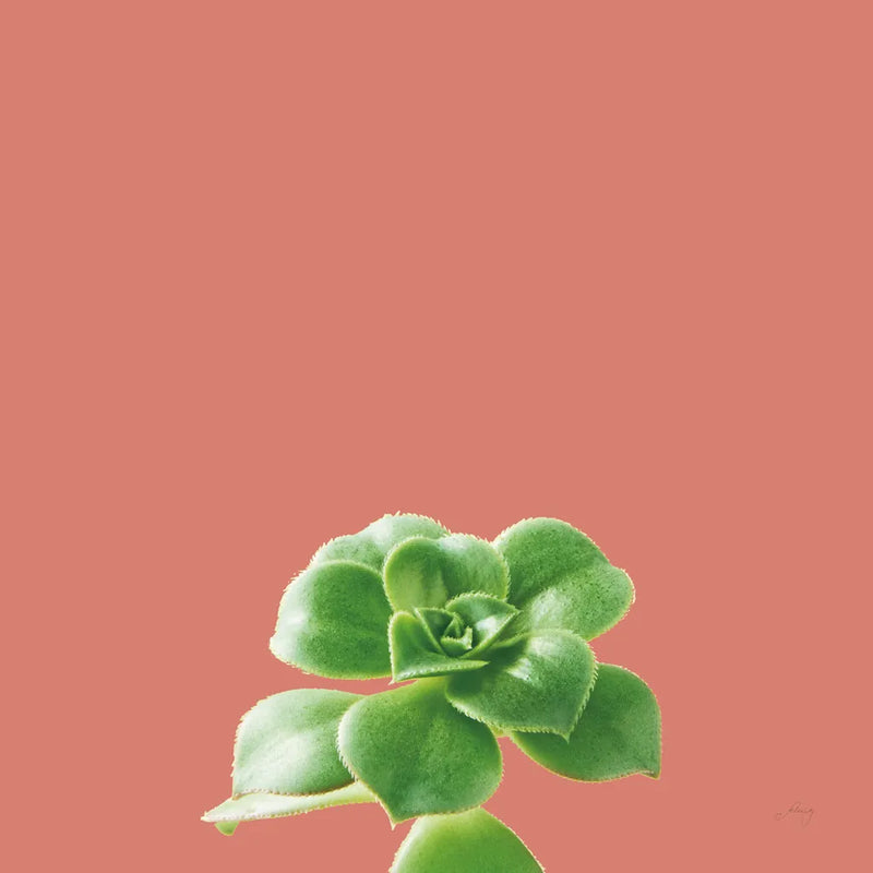 Succulent Simplicity VII Coral by Felicity Bradley. SKU 54224a. Archival Giclee Fine art print for wall decor.