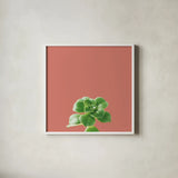 Succulent Simplicity VII Coral by Felicity Bradley. Shown in a crisp white glass frame for a clean and minimalist style. Available as an archival giclee rolled canvas, fine art paper, or poster print. SKU 54224a.