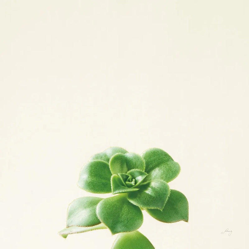Succulent Simplicity VII Neutral by Felicity Bradley. SKU 41654a. Archival Giclee Fine art print for wall decor.