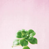 Succulent Simplicity VII on Pink by Felicity Bradley. SKU 34351a. Archival Giclee Fine art print for wall decor.