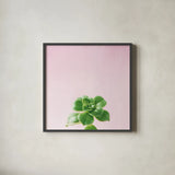 Succulent Simplicity VII on Pink by Felicity Bradley. Shown in a sleek black glass frame for a contemporary gallery look. Available as an archival giclee rolled canvas, fine art paper, or poster print. SKU 34351a.