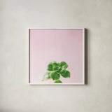 Succulent Simplicity VII on Pink by Felicity Bradley. Shown in a crisp white glass frame for a clean and minimalist style. Available as an archival giclee rolled canvas, fine art paper, or poster print. SKU 34351a.