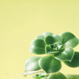 Succulent Simplicity VIII by Felicity Bradley. SKU 33841a. Archival Giclee Fine art print for wall decor.