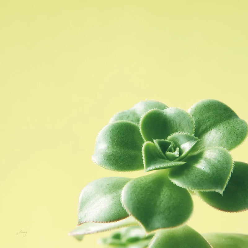 Succulent Simplicity VIII by Felicity Bradley. SKU 33841a. Archival Giclee Fine art print for wall decor.