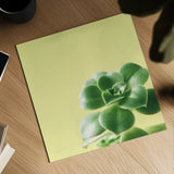 Succulent Simplicity VIII by Felicity Bradley. Shown as a detailed flat fine art print, highlighting archival giclee quality. Available as an archival giclee rolled canvas, fine art paper, or poster print. SKU 33841a.