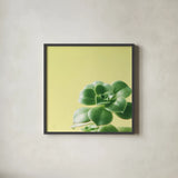 Succulent Simplicity VIII by Felicity Bradley. Shown in a sleek black glass frame for a contemporary gallery look. Available as an archival giclee rolled canvas, fine art paper, or poster print. SKU 33841a.