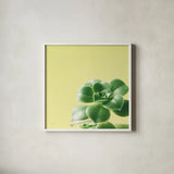 Succulent Simplicity VIII by Felicity Bradley. Shown in a crisp white glass frame for a clean and minimalist style. Available as an archival giclee rolled canvas, fine art paper, or poster print. SKU 33841a.