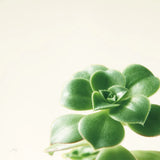 Succulent Simplicity VIII Neutral by Felicity Bradley. SKU 41655a. Archival Giclee Fine art print for wall decor.