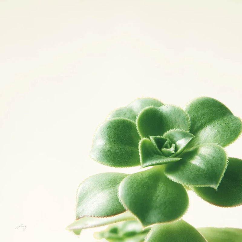Succulent Simplicity VIII Neutral by Felicity Bradley. SKU 41655a. Archival Giclee Fine art print for wall decor.
