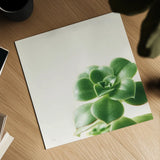Succulent Simplicity VIII Neutral by Felicity Bradley. Shown as a detailed flat fine art print, highlighting archival giclee quality. Available as an archival giclee rolled canvas, fine art paper, or poster print. SKU 41655a.