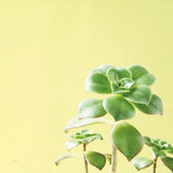 Succulent Simplicity X by Felicity Bradley. SKU 33843a. Archival Giclee Fine art print for wall decor.