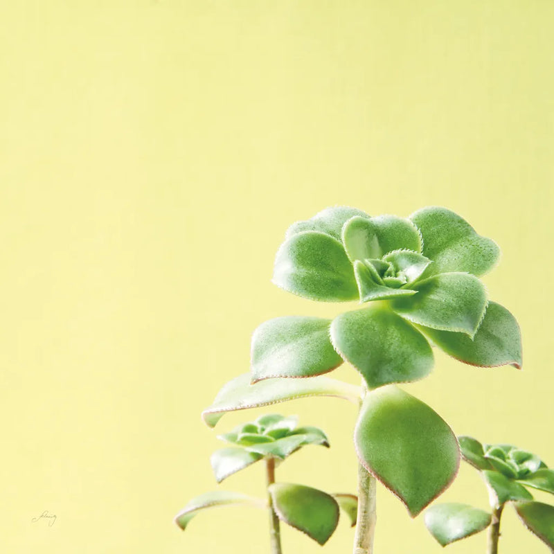 Succulent Simplicity X by Felicity Bradley. SKU 33843a. Archival Giclee Fine art print for wall decor.