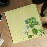 Succulent Simplicity X by Felicity Bradley. Shown as a detailed flat fine art print, highlighting archival giclee quality. Available as an archival giclee rolled canvas, fine art paper, or poster print. SKU 33843a.