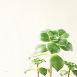 Succulent Simplicity X Neutral by Felicity Bradley. SKU 41657a. Archival Giclee Fine art print for wall decor.