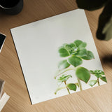 Succulent Simplicity X Neutral by Felicity Bradley. Shown as a detailed flat fine art print, highlighting archival giclee quality. Available as an archival giclee rolled canvas, fine art paper, or poster print. SKU 41657a.
