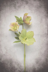 Vintage Hellebore Study I by Felicity Bradley. SKU 36948h. Archival Giclee Fine art print for wall decor.