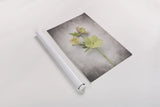 Vintage Hellebore Study I by Felicity Bradley. shown as a rolled paper print. Available as archival giclee rolled canvas, fine art paper, or poster print. SKU 36948h.