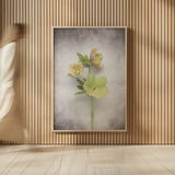 Vintage Hellebore Study I by Felicity Bradley. shown as over sized large wall art. Available as an archival giclee rolled canvas, fine art paper, or poster print. SKU 36948h.