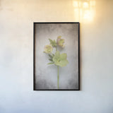 Vintage Hellebore Study I by Felicity Bradley. shown as a paper print in a black flame. Available as a archival giclee rolled canvas, fine art paper, or poster print. SKU 36948h.