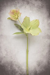 Vintage Hellebore Study II by Felicity Bradley. SKU 36949h. Archival Giclee Fine art print for wall decor.