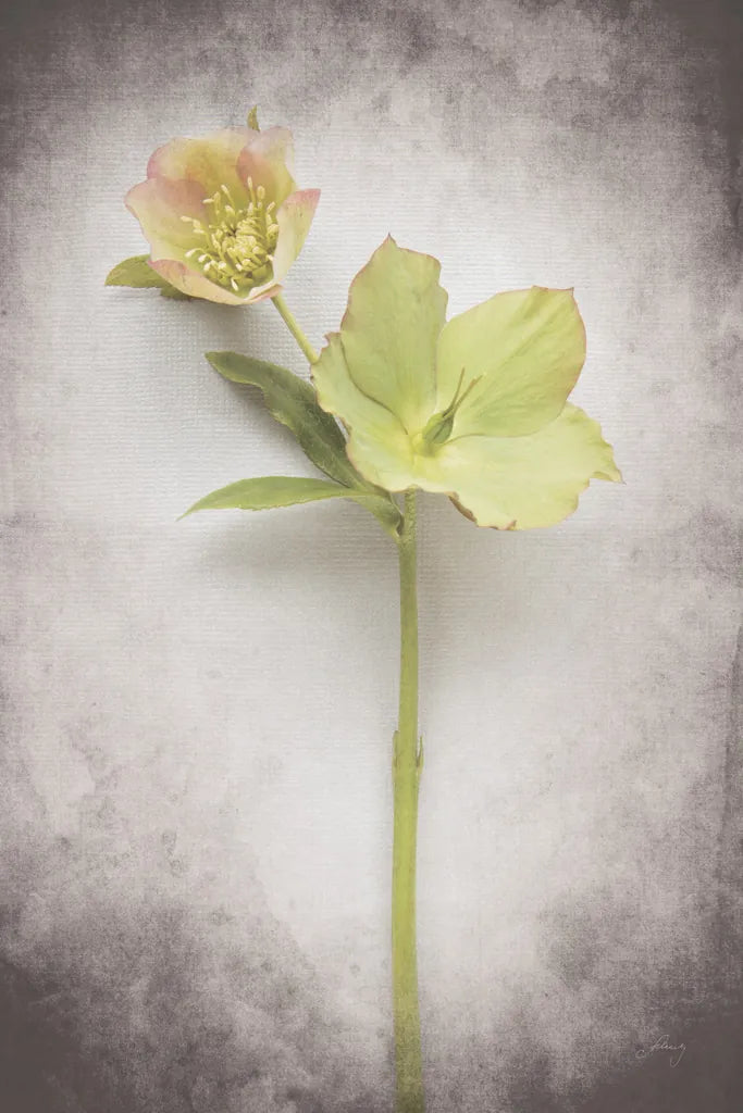 Vintage Hellebore Study II by Felicity Bradley. SKU 36949h. Archival Giclee Fine art print for wall decor.
