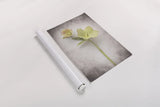 Vintage Hellebore Study II by Felicity Bradley. shown as a rolled paper print. Available as archival giclee rolled canvas, fine art paper, or poster print. SKU 36949h.