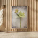 Vintage Hellebore Study II by Felicity Bradley. shown as over sized large wall art. Available as an archival giclee rolled canvas, fine art paper, or poster print. SKU 36949h.