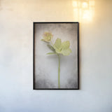 Vintage Hellebore Study II by Felicity Bradley. shown as a paper print in a black flame. Available as a archival giclee rolled canvas, fine art paper, or poster print. SKU 36949h.