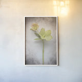 Vintage Hellebore Study II by Felicity Bradley. shown as a paper print in a white frame. Available as a archival giclee rolled canvas, fine art paper, or poster print. SKU 36949h.
