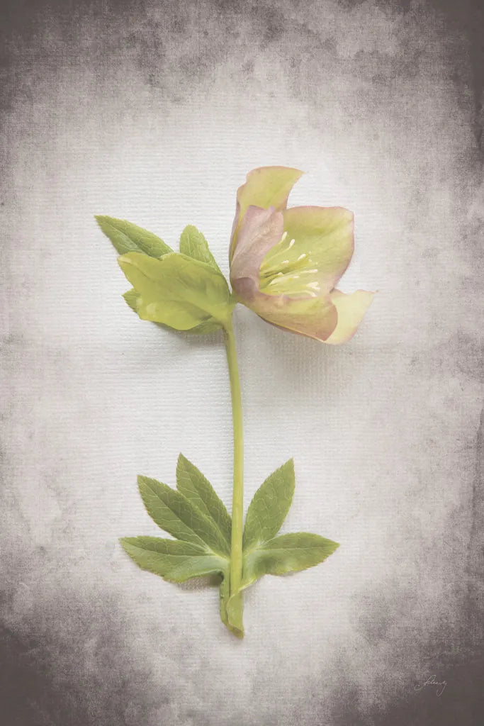 Vintage Hellebore Study III by Felicity Bradley. SKU 36950h. Archival Giclee Fine art print for wall decor.
