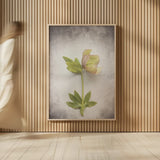 Vintage Hellebore Study III by Felicity Bradley. shown as over sized large wall art. Available as an archival giclee rolled canvas, fine art paper, or poster print. SKU 36950h.