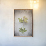 Vintage Hellebore Study III by Felicity Bradley. shown as a paper print in a natural frame. Available as a archival giclee rolled canvas, fine art paper, or poster print. SKU 36950h.