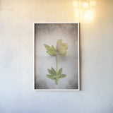 Vintage Hellebore Study III by Felicity Bradley. shown as a paper print in a white frame. Available as a archival giclee rolled canvas, fine art paper, or poster print. SKU 36950h.