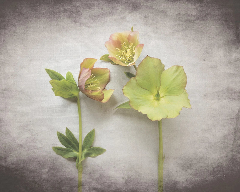 Vintage Hellebore Study IV by Felicity Bradley
